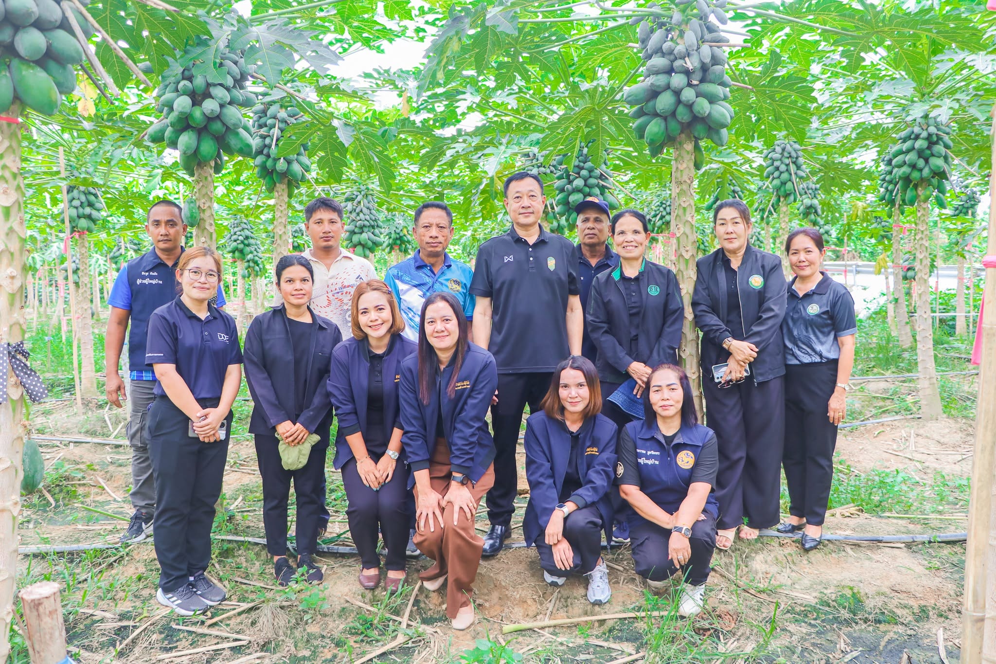 จังหวัดพัทลุงเดินหน้าส่งเสริมอาชีพภาคการเกษตร สร้างความมั่นคงทางเศรษฐกิจให้กับประชาชน โดยผู้ว่าราชการจังหวัดพัทลุงลงพื้นที่เยี่ยมชมสวนมะละกอของผู้นำชุมชนต้นแบบ ที่ประสบความสำเร็จในการปลูกมะละกอพันธุ์เรดเลดี้ สร้างรายได้อย่างต่อเนื่อง พร้อมถ่ายทอดองค์ความรู้ให้กับประชาชนในพื้นที่&nbsp;